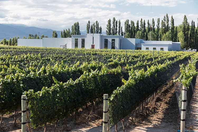 Paseos por bodegas, una tendencia que crece