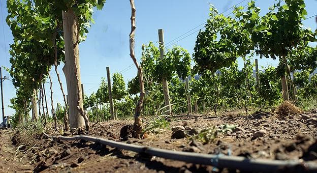 Mendoza Activa destacó un proyecto de inversión agrícola en Ugarteche
