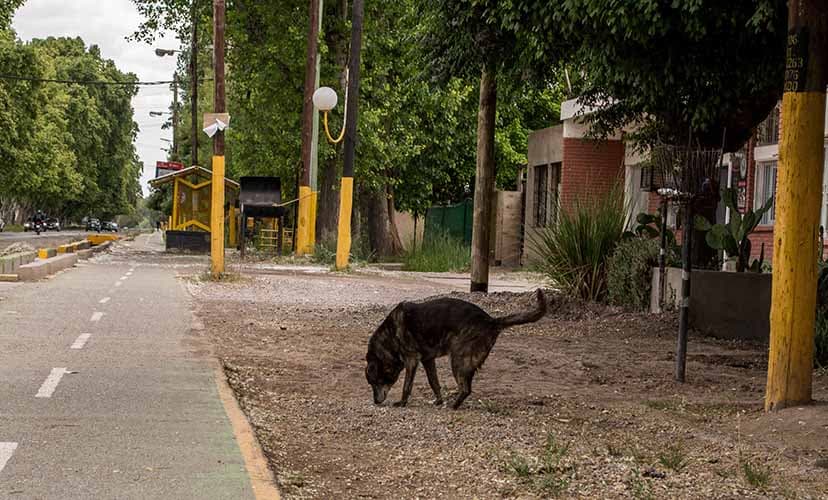 Luján busca concientizar a los dueños para que levanten las heces de las mascotas