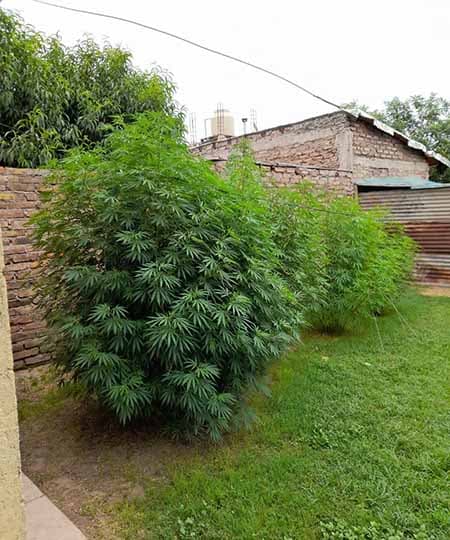 Lo detuvieron con plantas de marihuana en Perdriel