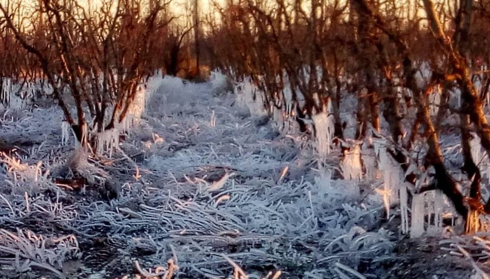 Contingencias Climáticas abre la toma de denuncias por la helada del 9 de septiembre