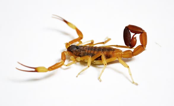 Cómo cuidarse de alacranes, arañas y serpientes en verano.