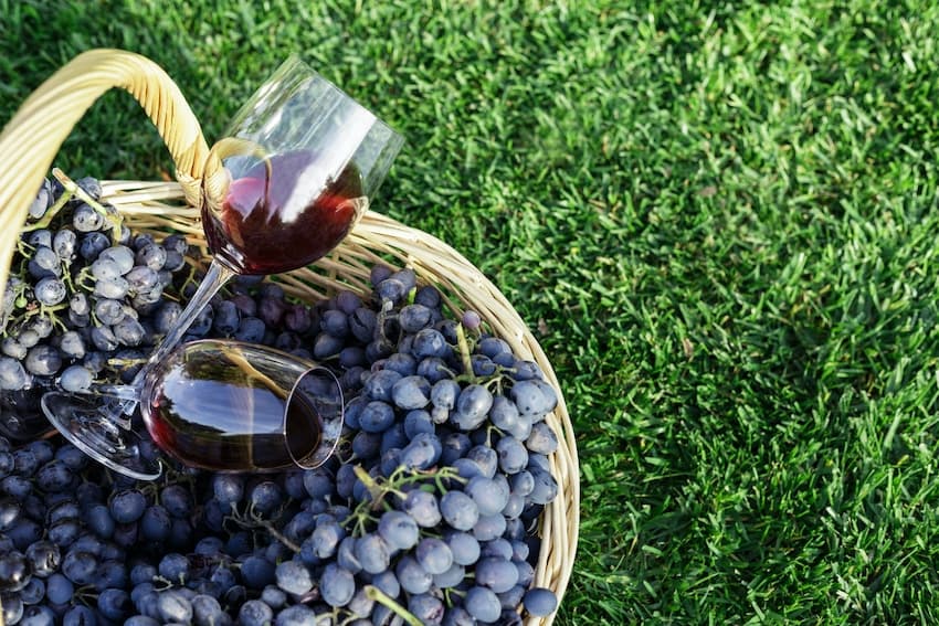 agosto pinot noir