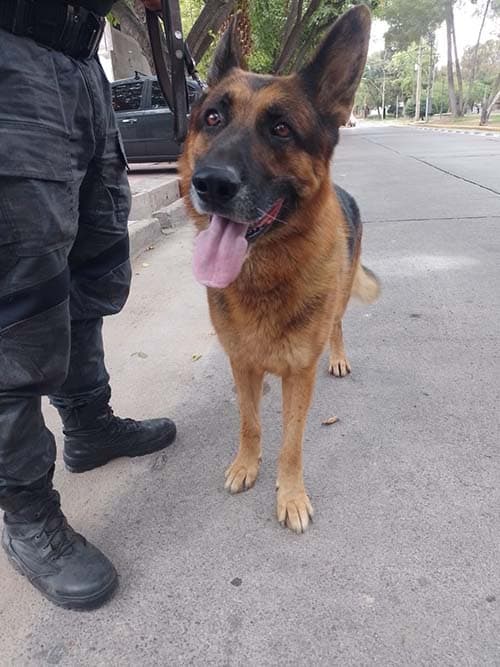 Randall, el perro de la Policía que esclareció robos en Maipú y Luján