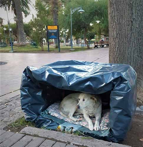 Los perros callejeros de Luján tienen su propio refugio
