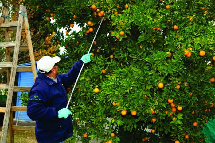El Iscamen realizará tratamiento gratuito a cítricos domiciliarios para evitar plagas