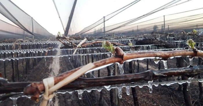 A partir del 31 de octubre se toman denuncias de daños por las heladas tardías
