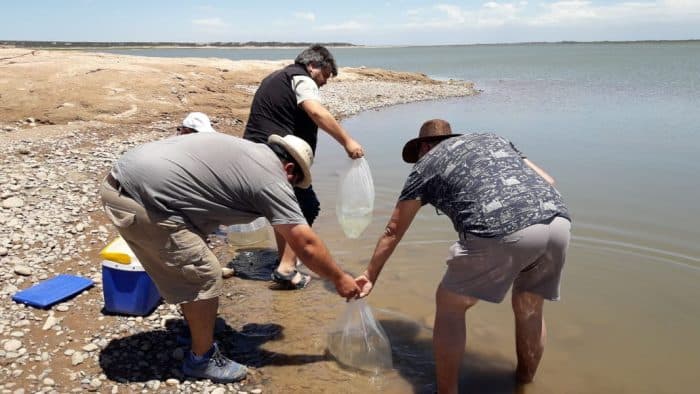 Buscan mejorar la calidad de pesca del pejerrey en el embalse El Carrizal