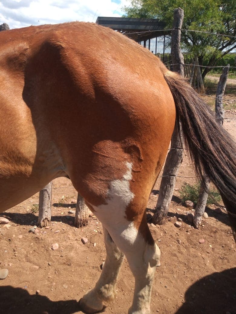 Recuperaron 3 caballos robados en El Carrizal