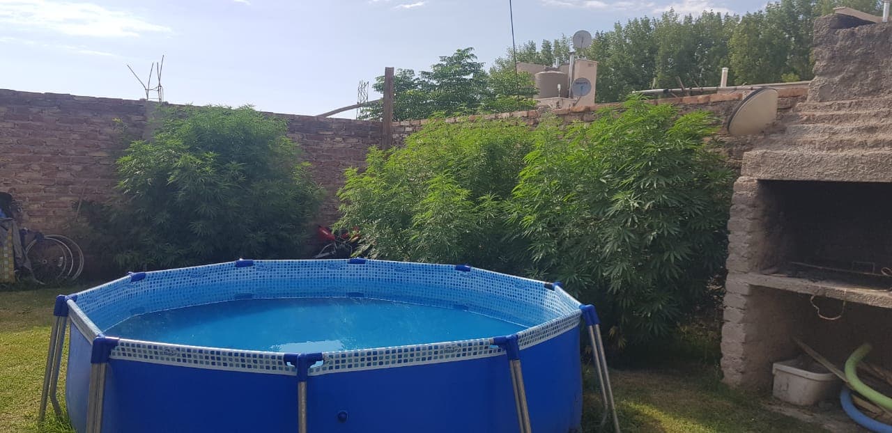Dos mujeres quedaron imputadas por 8 plantas de cannabis en Perdriel