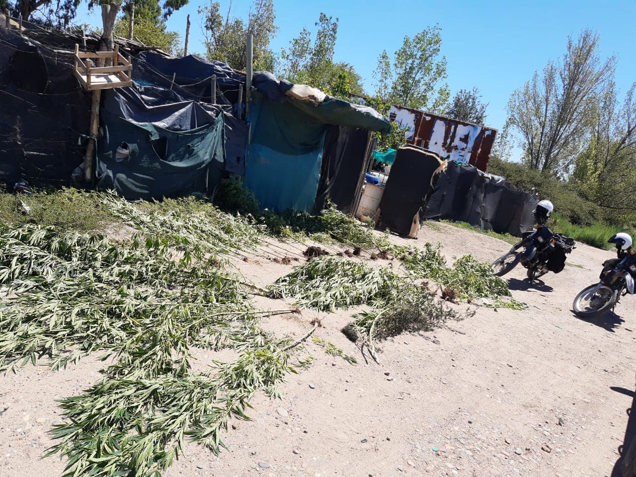 Una abuela entregó 26 plantas de cannabis y un ladrillo en Luján