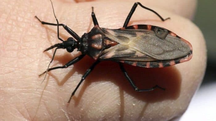 Mendoza adhirió al Día Mundial de la Enfermedad de Chagas