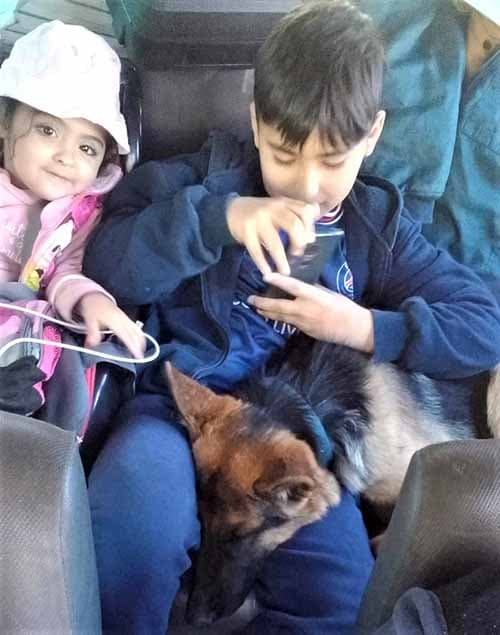 Una familia de Luján albergó una perra hasta que pudo dar con los dueños