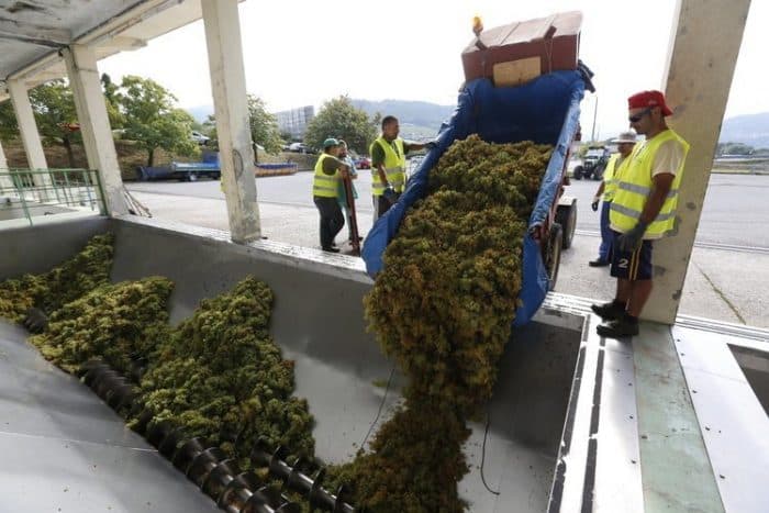 Extendieron el plazo para los contratos de compra venta de uva