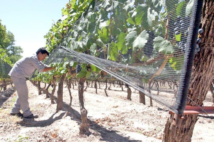 Productores pyme pueden acceder a financiar mallas antigranizo