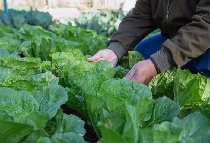 El INTA invita a un curso gratuito en Agroecología que inicia el jueves 16 de febrero
