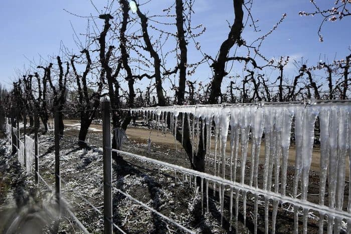 Hay créditos al 24% anual para los productores afectados por heladas