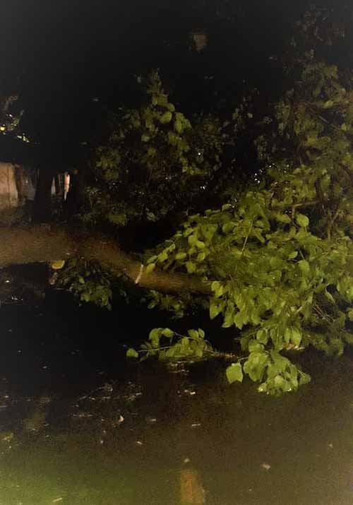 VIDEO: La tormenta del jueves 12 de enero dejó un saldo de 12 árboles caídos en Luján y otros daños