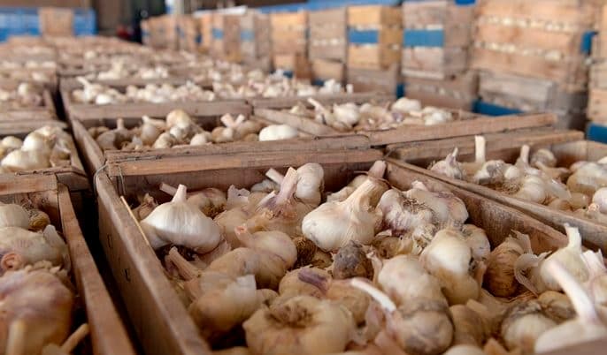 Robaron la cosecha de ajos de un campo en Luján