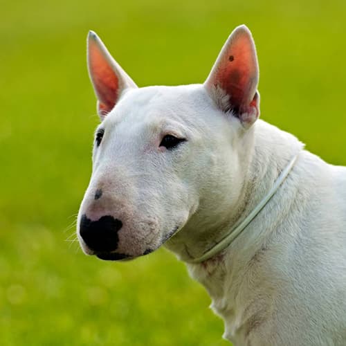Una nena de 1 año y medio está grave por el ataque de un perro en Luján de Cuyo