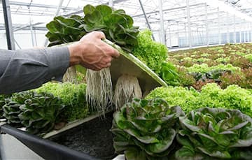 Agronegocios: Un proyecto de Luján entre los 7 incubados por IDR