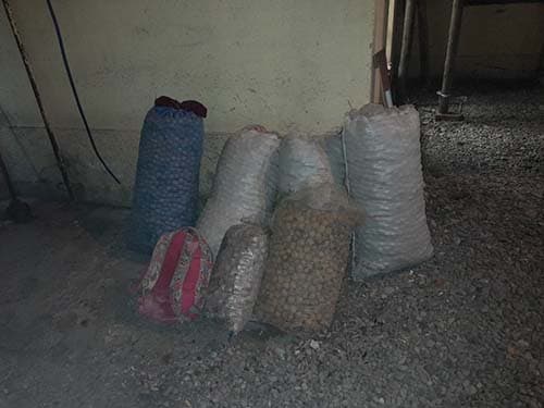 Recuperaron 200 kilos de nueces sustraídas en Tupungato.