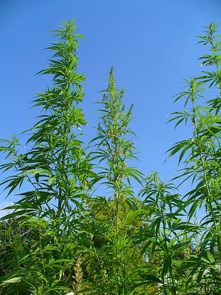 plantas