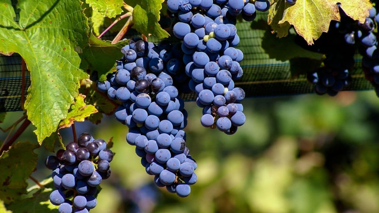 Día del Malbec en Luján trae arte, cultura y degustación