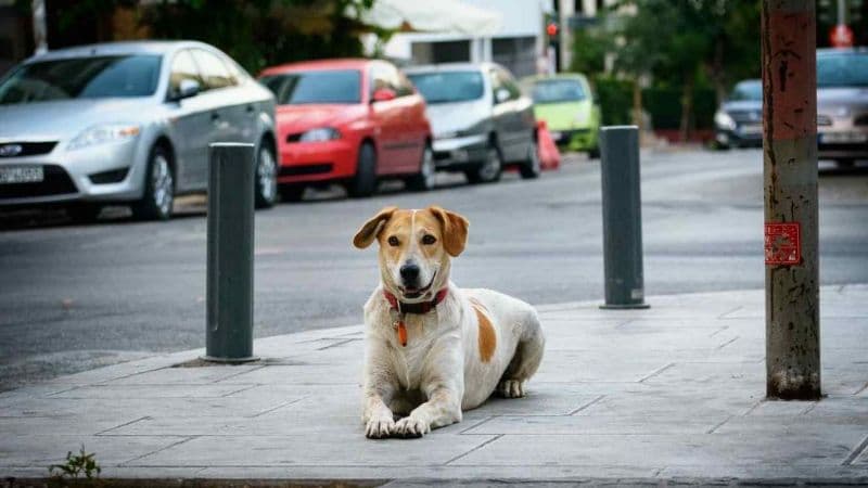 blog perros móvil