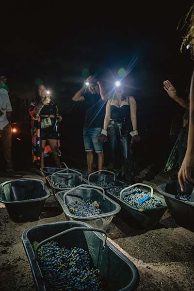Bodega Dante Robino lanza sus Créditos UVAS