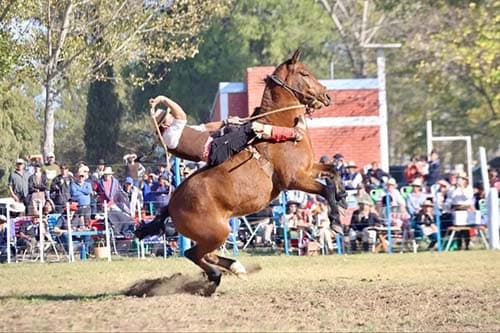 Buscan prohibir las jineteadas en Mendoza