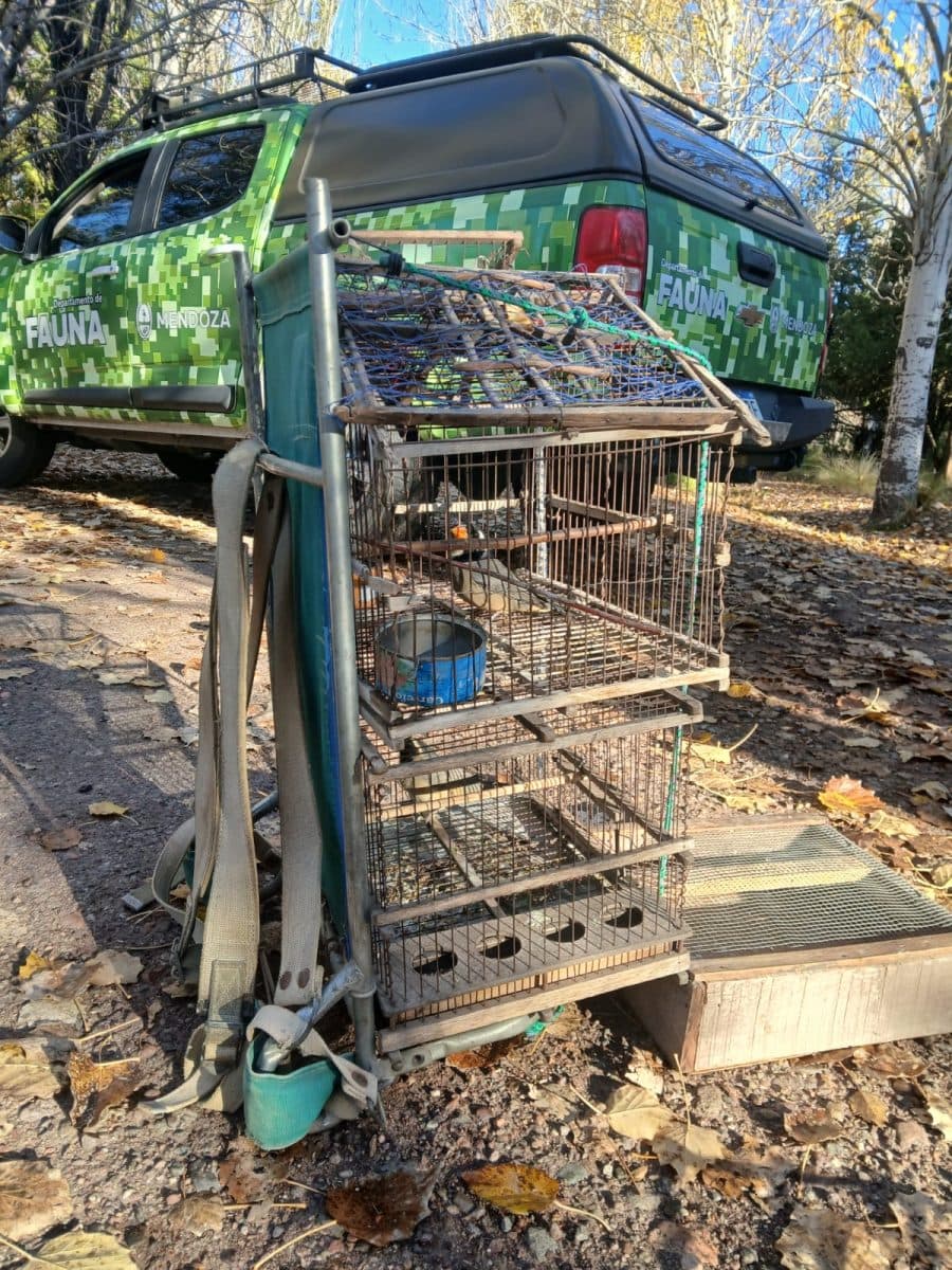 Trasladan aves rescatadas a un centro en Luján