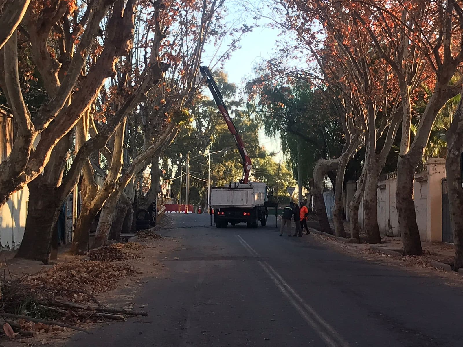 Chacras: corte total en calle por podas de arbolado público