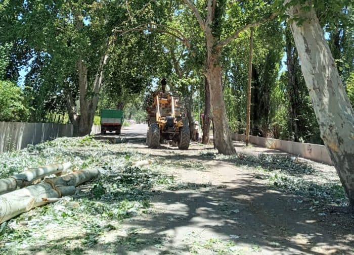 Inició erradicación de árboles añosos en Luján y Maipú