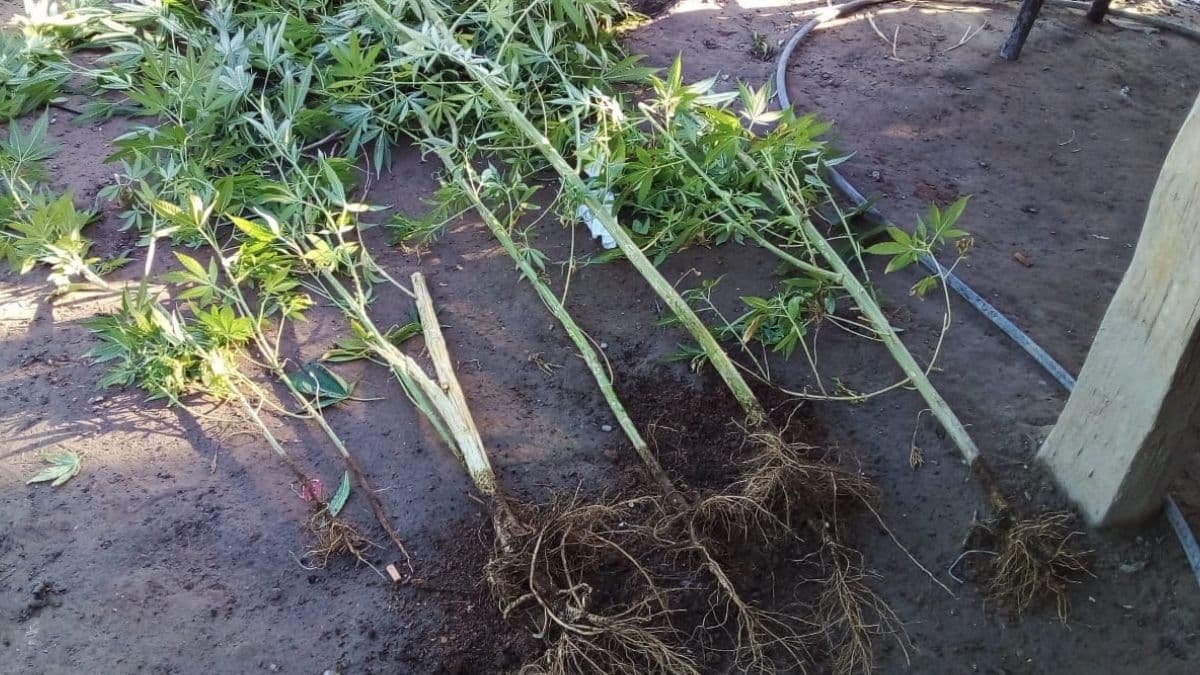 Encontraron una plantación de cannabis en Luján