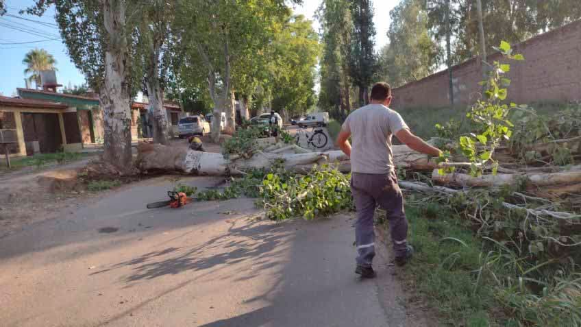 Temor por repetidas caídas de árboles en Carrodilla