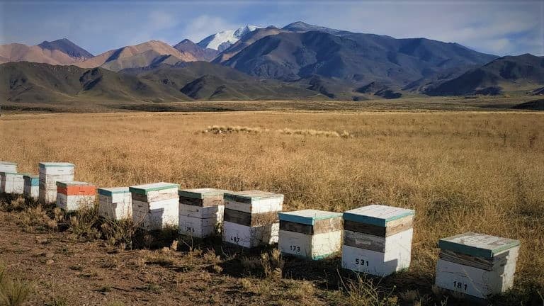 Georreferenciarán los establecimientos apícolas