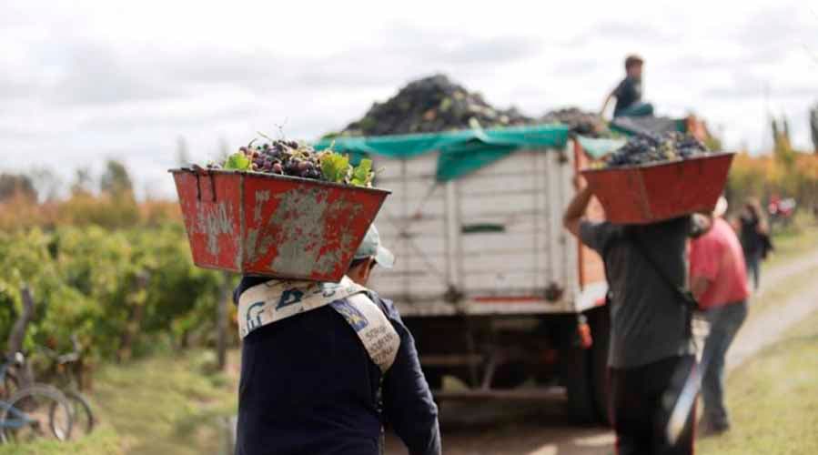Buscan vender uva en fresco sin tratamientos cuarentenarios a Brasil
