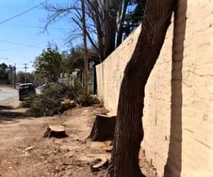 Darán un paseo en Chacras para defender a los árboles