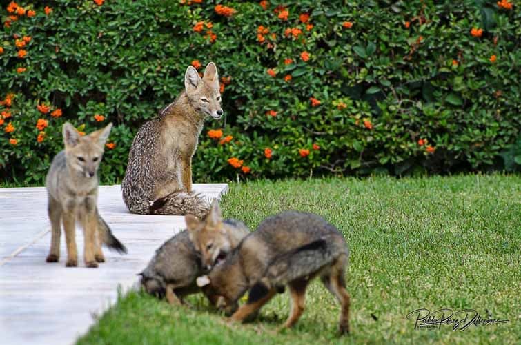 Un vecino de Vistalba cuidó una camada de 5 zorros en su casa