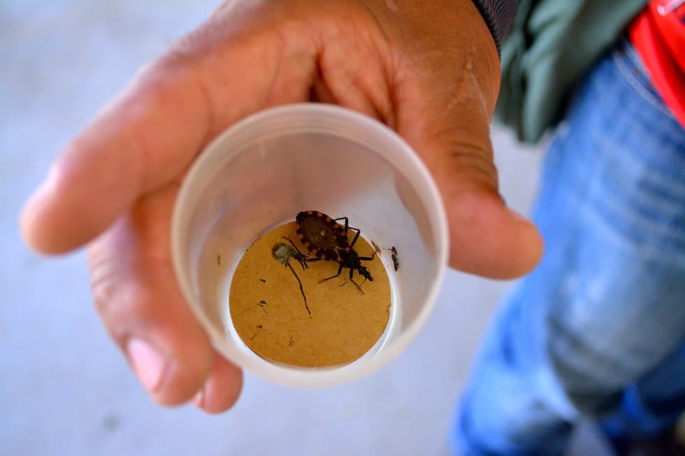 El Chagas afecta un millón y medio de personas en Argentina