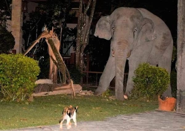 Es falso el posteo del elefante en Luján