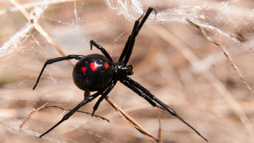 El periplo de una joven picada por una araña en Potrerillos