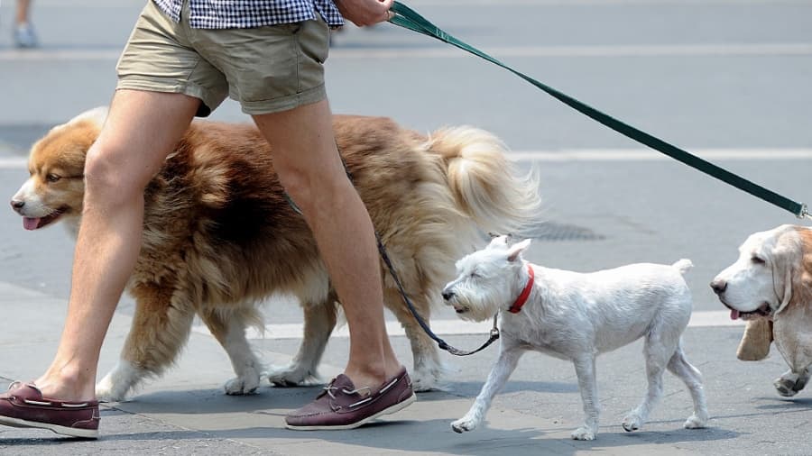 Cómo evitar el golpe de calor en animales