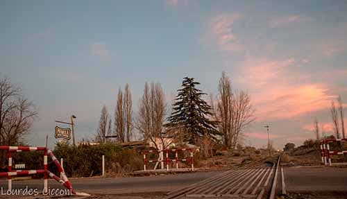 Presentaron el censo del arbolado público y la app «Mi Árbol»