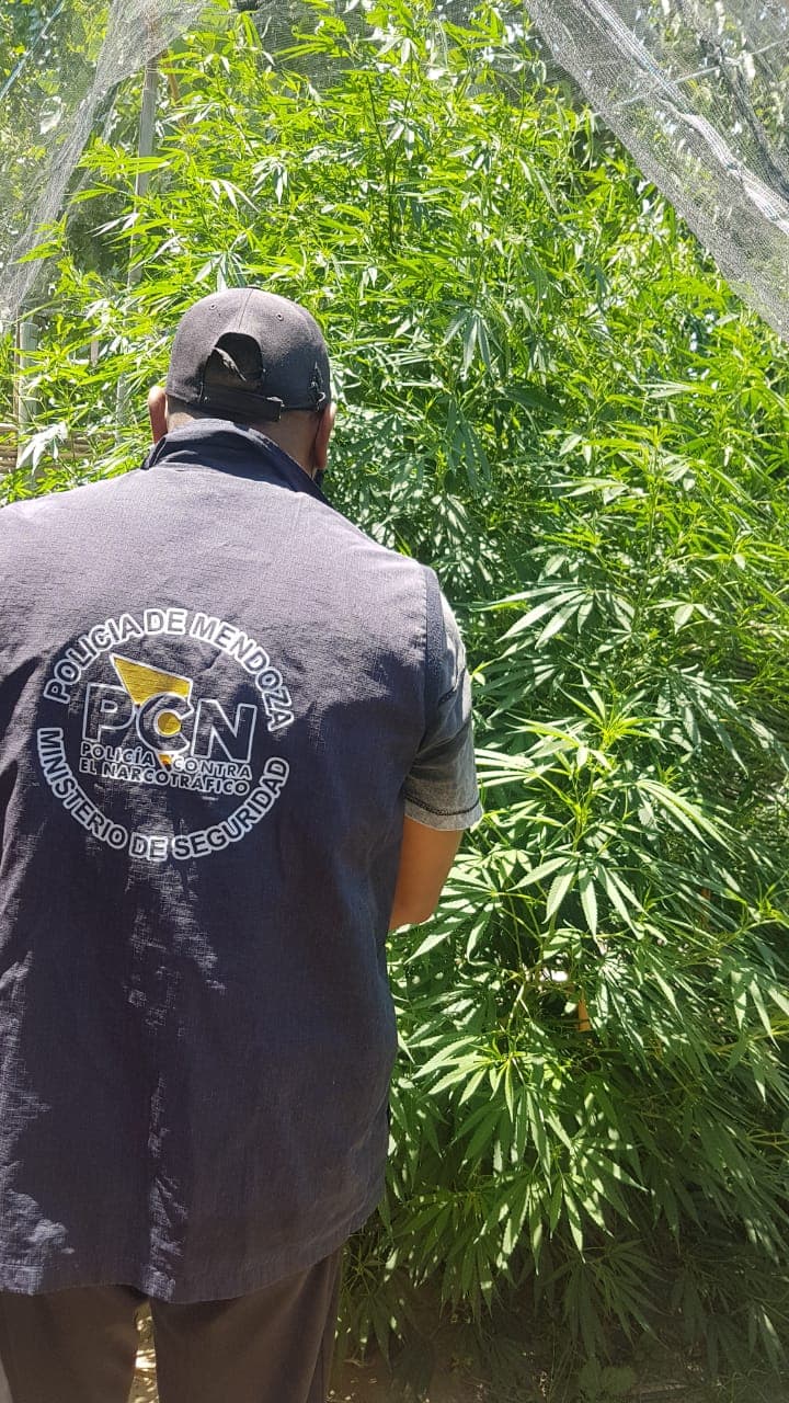 Otro secuestro de cannabis: levantaron un vivero de 34 plantas en Perdriel
