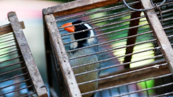 Operativo en Vertientes: secuestraron plantas de cannabis y aves silvestres