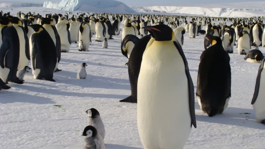 El cambio climático amenaza a las colonias del pingüino emperador