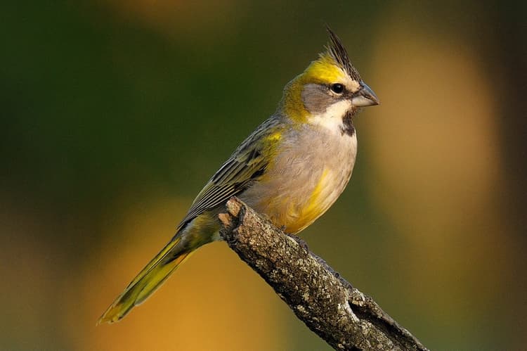 Más de 50 aves silvestres fueron rescatadas del tráfico ilegal