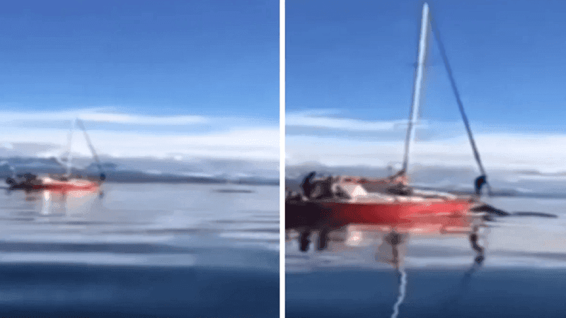 VIDEO: buscan a los responsables de embestir a una ballena